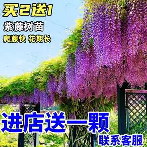 日本紫藤树苗庭院围墙爬藤植物普罗旺斯紫藤苗攀援藤蔓花紫藤萝苗
