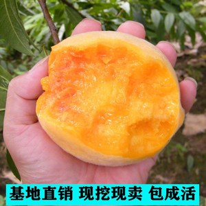 新品种嫁接桃树苗锦绣黄桃树苖桃子树苗黄金83方北方种植水果树