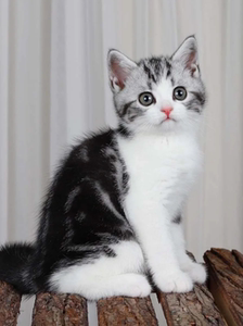 香港发货美短起司加白幼猫矮脚虎斑标斑美国短毛宠物猫咪活物幼崽