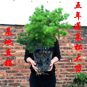 蓬莱松盆栽大苗生肖猴四季常青室内庭院植物绿植盆景驱蚊净化空气