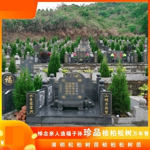 墓前树墓地松塔松柏树松柏树苗塔柏树宝塔松墓前树苗基地直发绿化