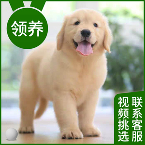 宠物狗金毛幼犬狗狗博美泰迪柯基活物纯种拉布拉多小狗柴犬比熊犬