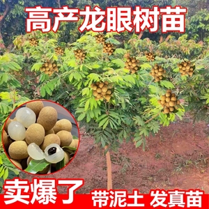 龙眼树苖嫁接盆栽水果树苗四季双季储良桂圆石硖南方四季种植地栽