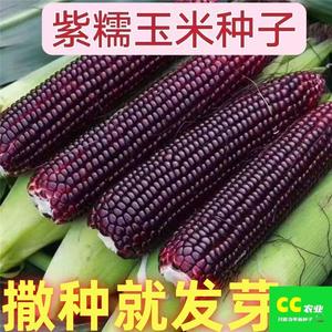 紫甜糯玉米黑糯玉米种子耐高温紫玉米种籽四季大田春夏蔬菜种子孑