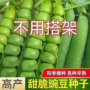 甜脆青豌豆种子无架甜豌豆种籽台湾长寿豆仁老品种水果碗豆蔬菜籽