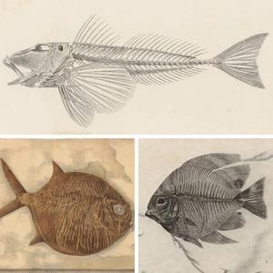 复古动物图谱古代生物鱼类骨骼骨架解剖化石图片设计素材396张