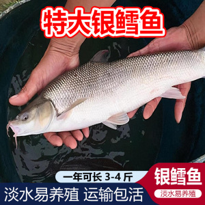 银鳕鱼苗红眼淡水银雪鱼鳕鱼苗养殖食用大鳞鲃鱼苗活鱼苗大头亮鲃