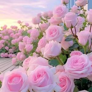 2颗 香水玫瑰花树苗老桩大花月季盆栽室内外植物花卉盆栽易活四季