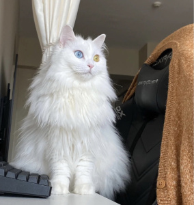 纯种白色山东临清异瞳长毛狮子猫幼崽蓝眼金吉拉仙女猫活体宠物猫