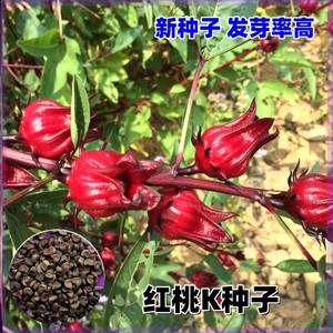 红桃k玫瑰茄种籽洛神花种子农作物种子三月蔬菜种子阳台盆栽水果