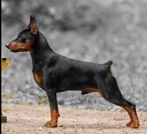 杜宾犬活体纯种幼崽巨型护卫犬德国赛级犬大型宠物狗狗小杜宾幼犬