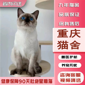 重庆猫舍出售纯种暹罗猫幼猫泰国猫重点色暹罗猫幼崽活体猫猫
