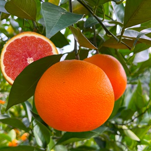 重庆玫瑰血橙当季新鲜水果万州甘宁玫瑰香橙整箱四川塔罗科橙橙子