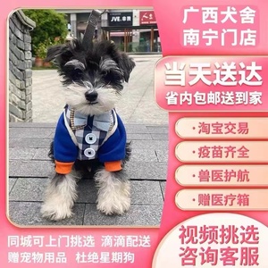 【广西犬舍】纯种雪纳瑞幼犬迷你型活狗小体犬椒盐色宠物出售狗狗