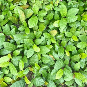贵州地瓜藤地石榴地枇杷地板藤野生中药材种苗 野果好种500g