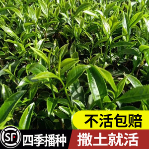 绿茶种子茶种子茶树种子茶叶种子绿茶籽茶花种子耐冬大果红花油茶