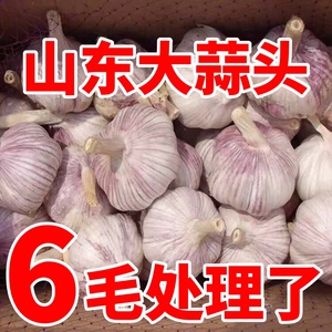山东新鲜紫皮大蒜头干蒜5斤2024新鲜祘头籽农家蒜种子紫白皮包邮3