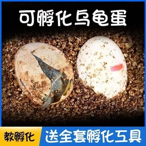 新疆西藏包邮乌龟孵化蛋草龟花龟巴西龟蛋可孵化学生小宠物受精蛋