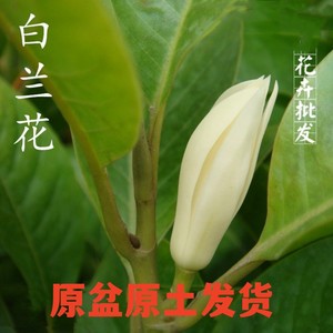 嫁接白兰花盆栽黄角兰黄桷兰白玉兰黄玉兰花缅桂花苗盆栽树苗庭院