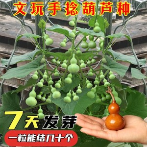 手捻小葫芦籽种四季观赏葫芦种子阳台庭院爬藤文玩葫芦盆栽植物