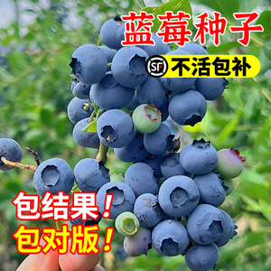 草莓种子蓝莓种子种籽蓝莓树苗种子种子种苗盆栽地栽蓝梅树果树