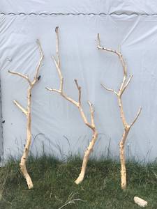干树枝原木去皮枯树干衣架艺术造型干枝摆设创意家居摆件装饰树杆