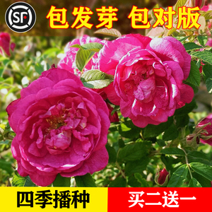 红刺玫种子玫瑰花园林绿化观赏开花当年新采种大花藤本黄刺玫种籽