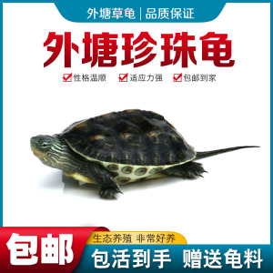 乌龟苗小乌龟活物珍珠龟六线草龟花龟苗活体宠物水龟长寿观赏龟
