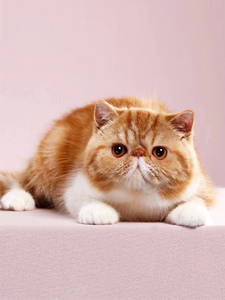 香港发货纯种加菲猫异国幼崽赛级双血统纯白波斯猫红虎斑宠物猫咪