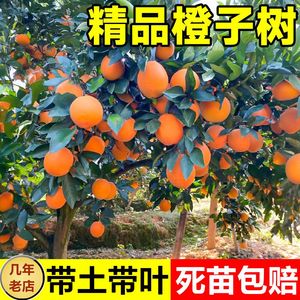 【优品】红江橙苗正宗廉江红橙树苗嫁接橙子水果树苗广西桔子挂果