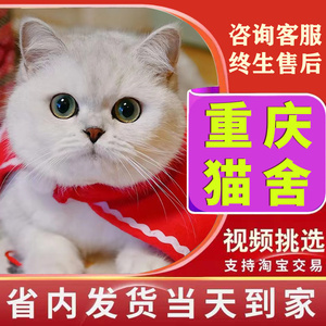 【重庆猫舍】纯种银渐层幼猫活体宠物猫英国短毛猫矮脚曼基康英短
