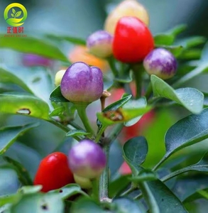 五彩泡椒种子大果甜椒种籽子可以食用吃广西本地野山椒辣椒籽种子