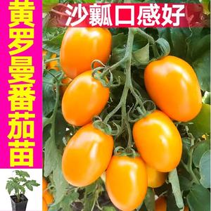寿光沙瓤黄罗曼番茄苗秧串收高产红黄芒果蜜番茄种子西红柿带土球