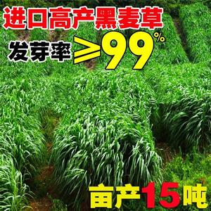 黑麦草种籽子种牧草种子畜牧鸡鸭鹅牛羊鱼草种籽四季多年生鱼草籽