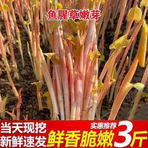 贵州新鲜鱼腥草5斤当季蔬菜凉拌农家现挖嫩叶根嫩芽根折即食耳根