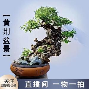 新疆包邮黄荆盆景老桩造型疙瘩精品怪桩生桩熟桩盆景适合室内办公