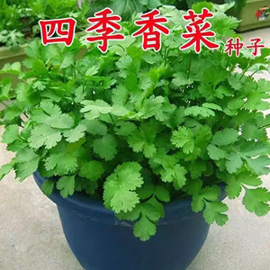 四季香菜种子阳台室内花卉花盆栽香菜蔬菜种子四季高产易种香菜籽