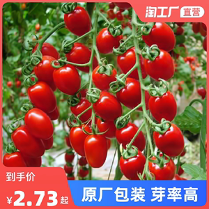 瀑布小番茄种子千禧樱桃西红柿圣女果种籽苗四季播黄蔬菜种孑阳台