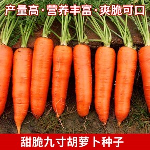 甜脆九寸胡萝卜种子红萝卜菜籽高产早中熟秋季农家田园蔬菜种孑