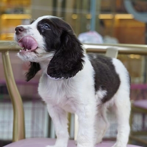 史宾格幼犬狗狗活体狗狗猎枪犬幼崽家庭犬中型宠物犬猎犬赶山犬