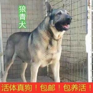 狼青幼犬昆明犬幼崽看家的犬大型犬家养中华护卫犬巨型犬便宜