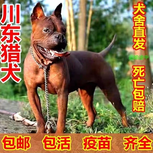 川东猎犬幼犬邻水狗中大型狩猎犬打猎狗大头中华田园犬看家狗短毛