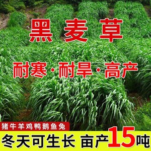 黑麦草种籽子种四季多年生耐寒牧草种子畜牧养殖草种喂鸡牛羊鱼草