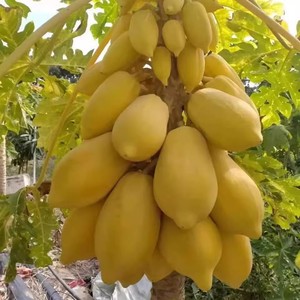 泰国奶油木瓜种子黄色水果木瓜籽冰糖牛奶木瓜阳台庭院盆栽水果