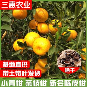 正宗新会柑苗小青柑苗嫁接果大红柑苗普茶树苗陈皮茶枝广东青皮
