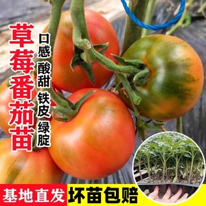 草莓番茄苗秧苗口感铁皮西红柿苗种苗四季阳台盆栽水果柿子蔬菜苗