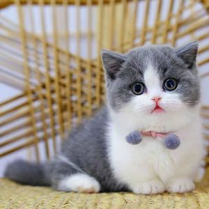 全国发货英国短毛猫蓝猫蓝白幼猫矮脚曼基康猫美短起司活体宠物猫