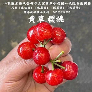 老品种土樱桃树苖米易黄草甜樱桃树苗中华小樱桃苗盆栽南北方种植