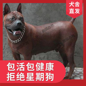 精品川东猎犬虎头犬川东猎犬狩猎型猛犬活体狗户外狩猎犬_阿里巴巴找