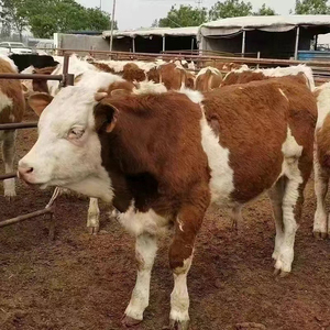 新疆三四个月纯种西门塔尔牛小牛苗犊子黄牛肉奶牛活体牛养殖技术